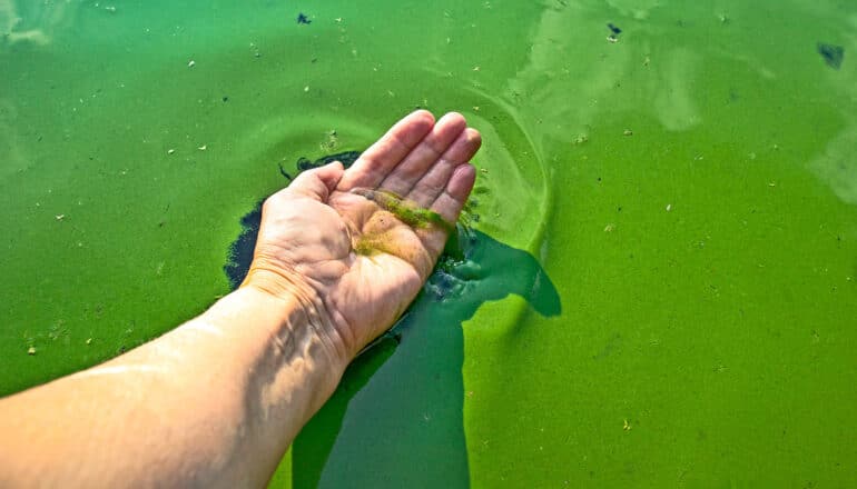 A person puts their hand into blue-green algae-covered water.