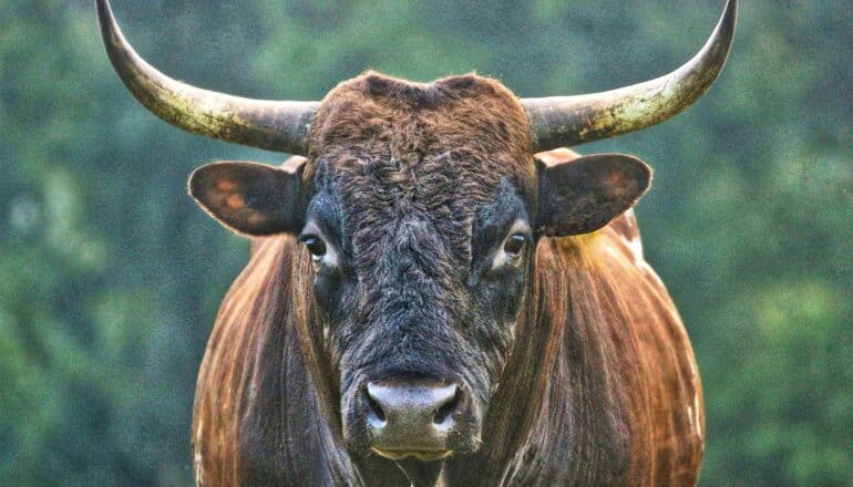 A brown and reddish bull looks into the camera.