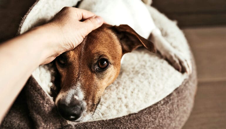 A person pets their dog as it lays in a bed.