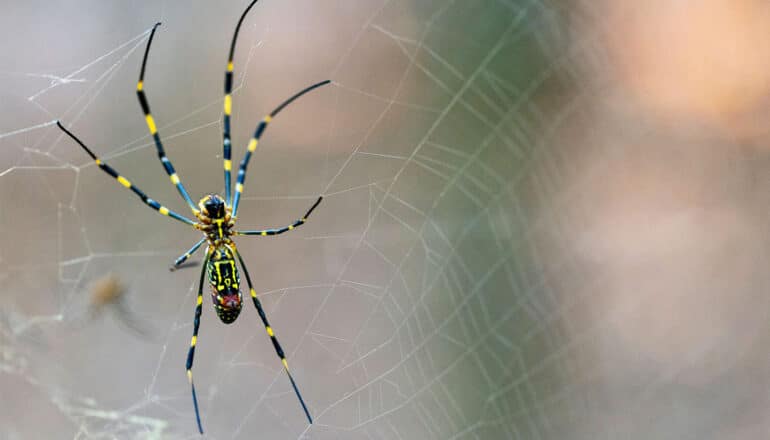 A black, blue, and yellow Joro spider weaves a web.