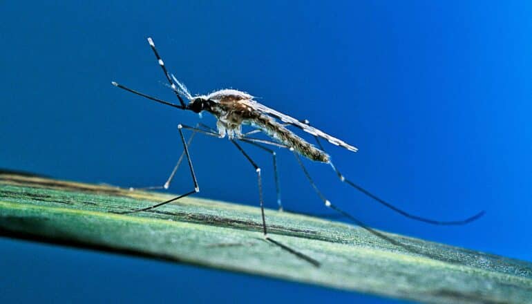 A mosquito on a leaf against a deep blue background.