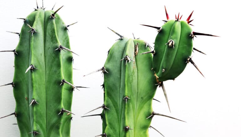 A cactus with sharp spikes against a white background.