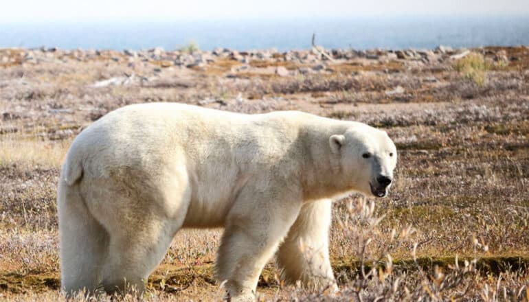 A polar bear walking on dry grass during the summer.