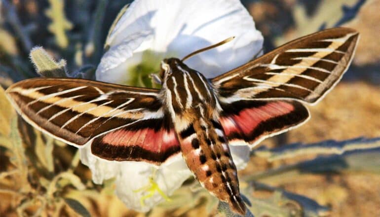 A large brown, black, and red insect pollinates a white flower.