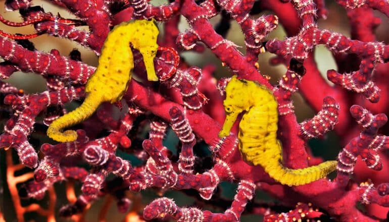 Two yellow seahorses in front of some bright red coral.