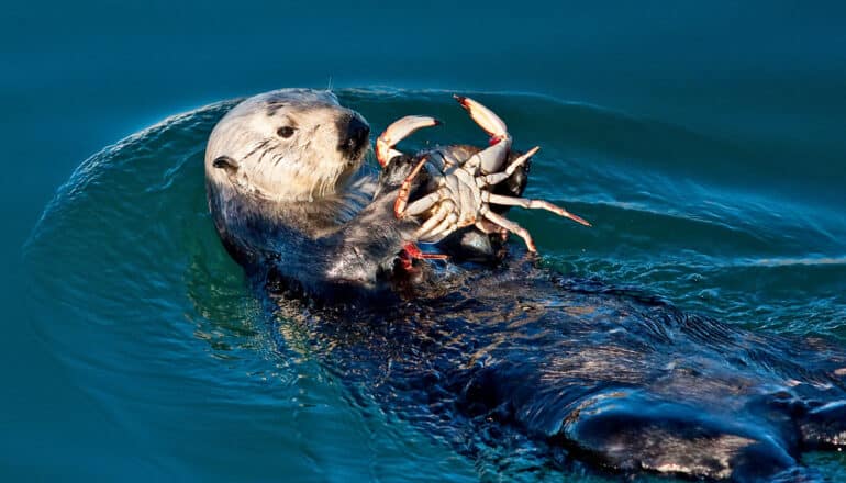 A sea otter holds a crab as it floats on its back.