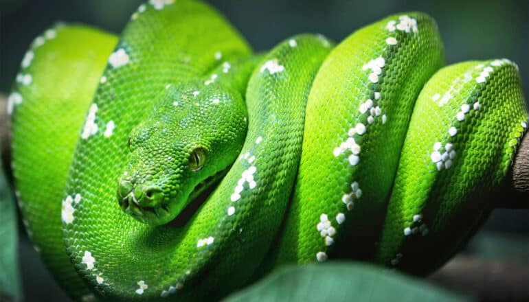 How snakes became ‘evolutionary winners’