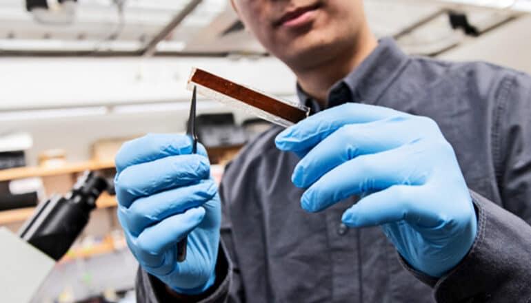 A researcher holds the super-thin prototype pacemaker.