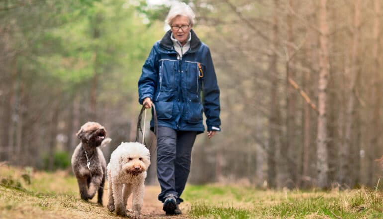 A woman walks on a trail through the woods with her two dogs.