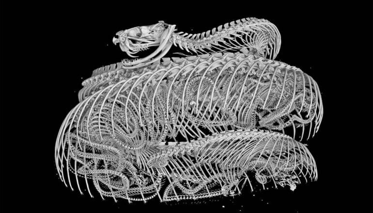 A 3D render of a rattlesnake showing its entire skeleton in white against a black background.