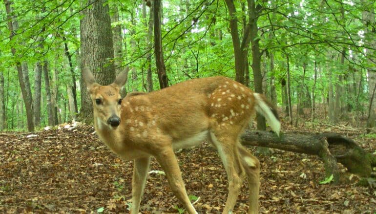 A deer in the woods caught on a wildlife camera "trap."