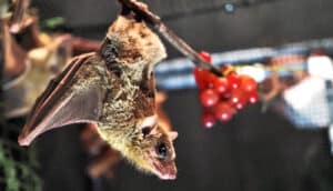 A bat hangs upside down next to some red berries.