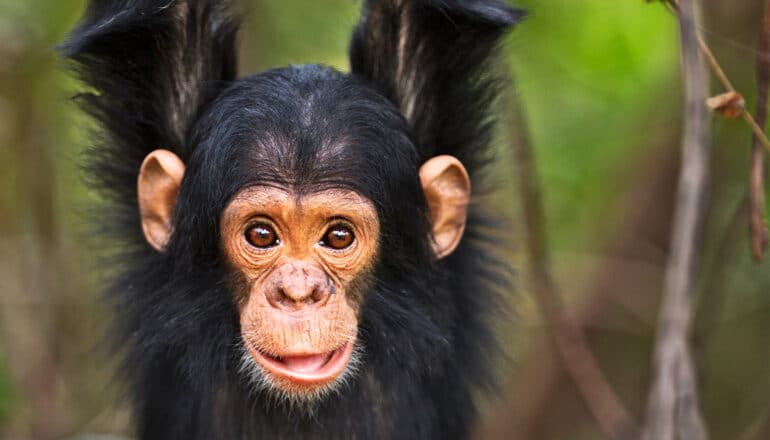 A baby chimpanzee hangs from a tree branch and smiles into the camera.