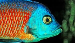 A blue and orange fish in profile with its scales visible.