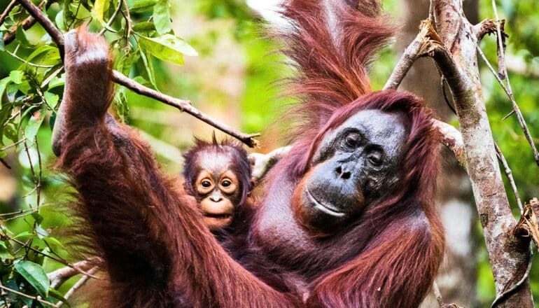 An orangutan hangs from a tree while holding her baby.