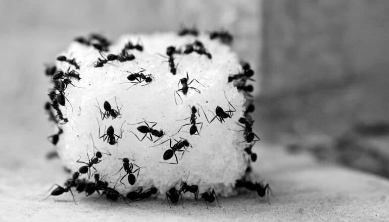 Ants cover a sugar cube.