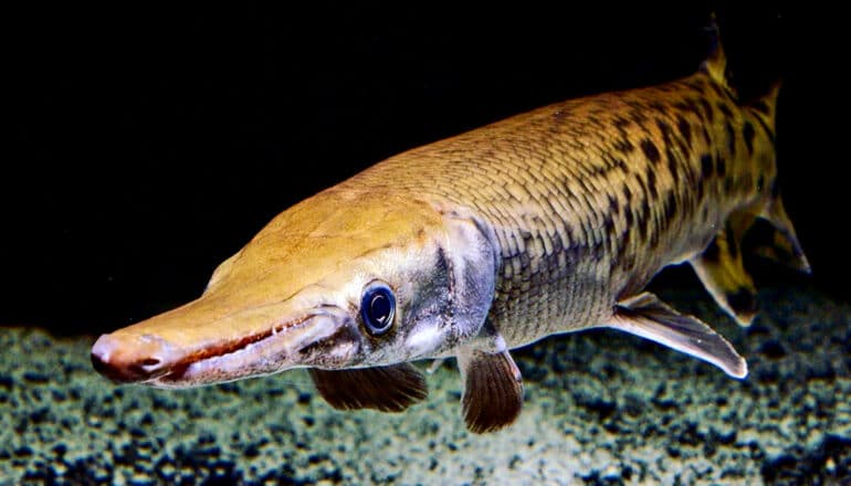 A long-snouted fish swims through dark water.