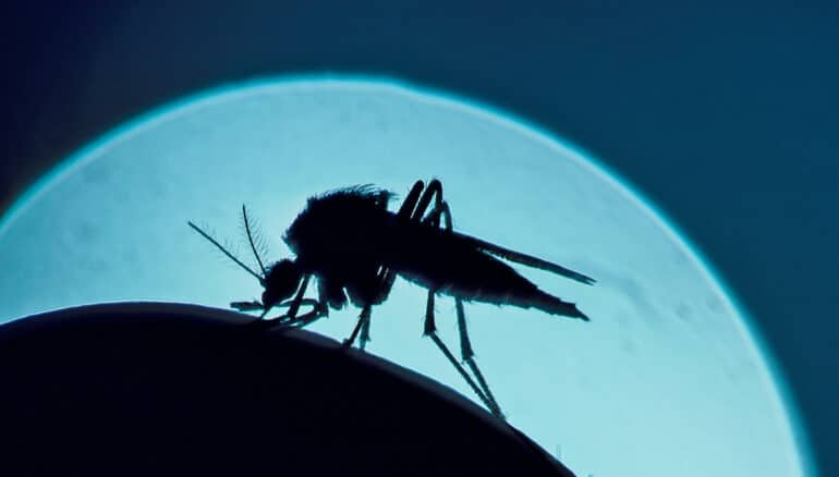 A mosquito in silhouette as it bites a person.