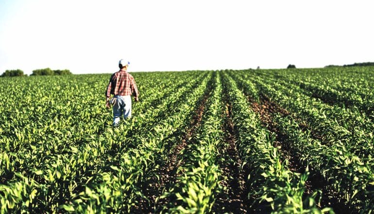 A farmer walks through a green field.