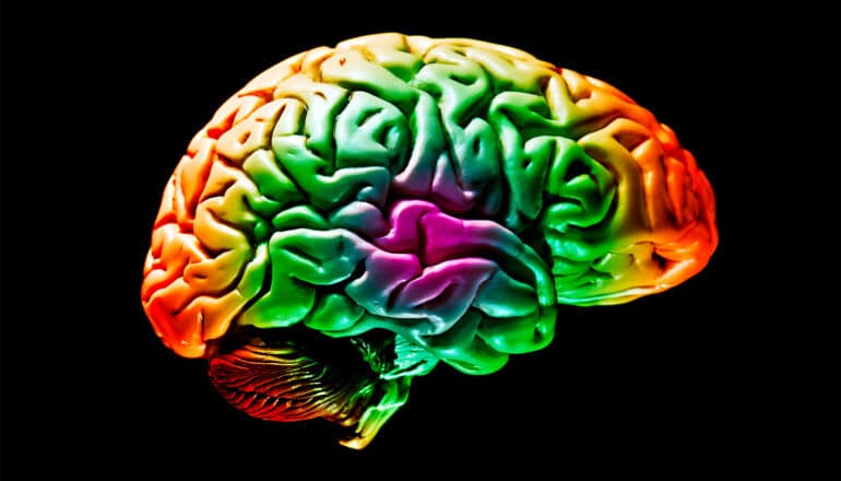 A plastic model of a brain with different colors on it against a black background.