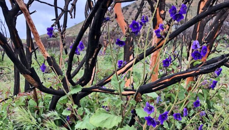 A burned tree has purple flowers growing on it.