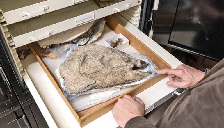 A researcher opens a drawer with a spike tooth salmon head fossil in it.