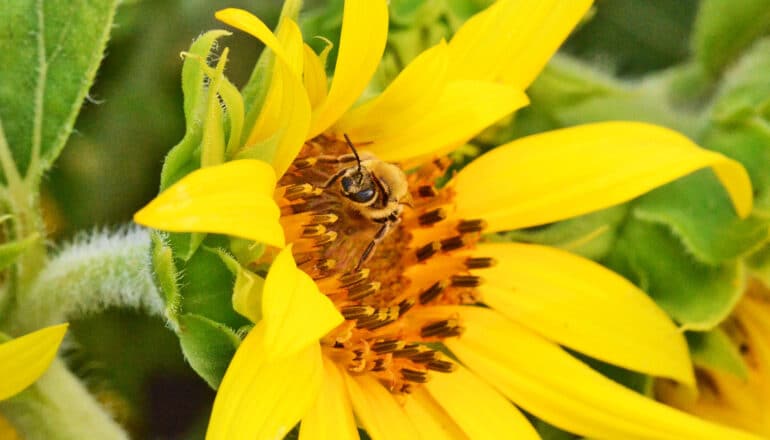 A bee on a bright yellow flower.