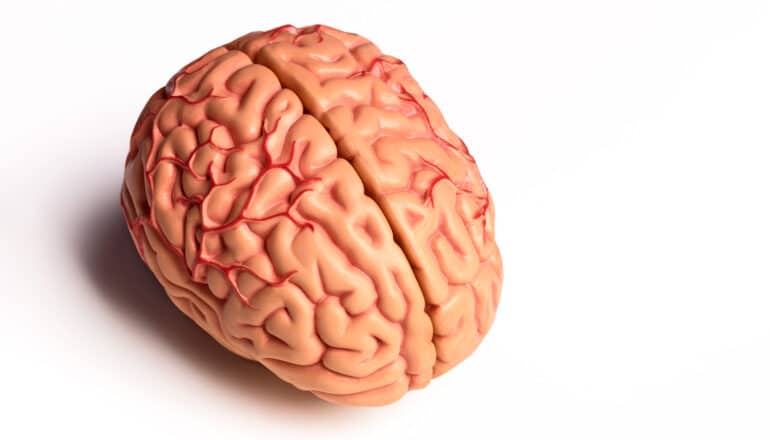 A plastic model of a brain on a white surface.