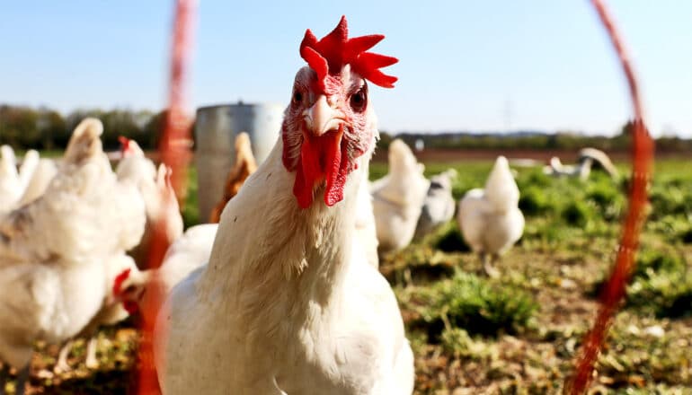 A chicken looks into the camera while standing in a field with other chickens.