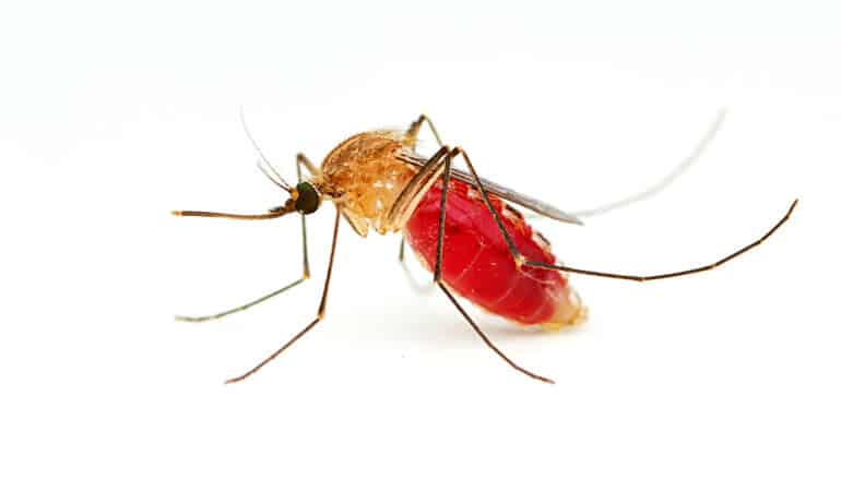 A mosquito with a belly filled with blood on a white background.