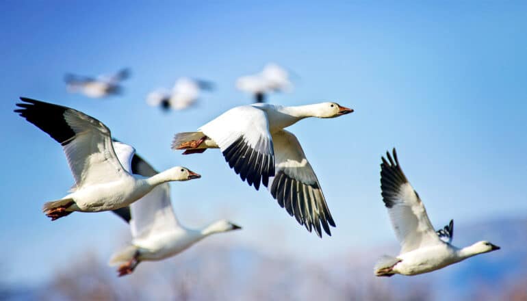 A flock of birds fly through blue skies.