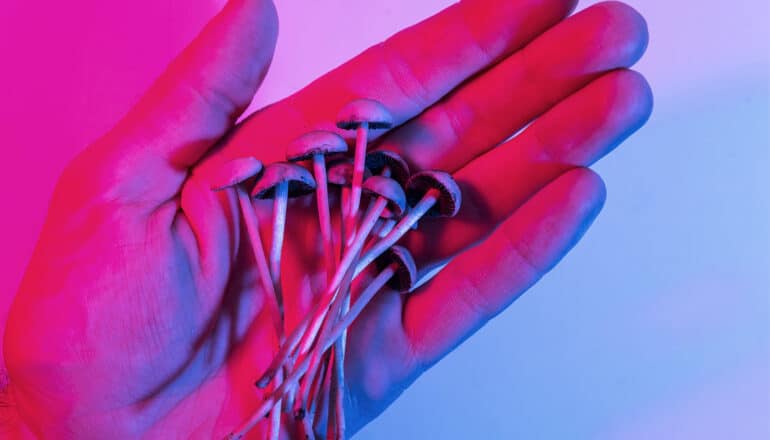 A person holds several magic mushrooms in their palm.