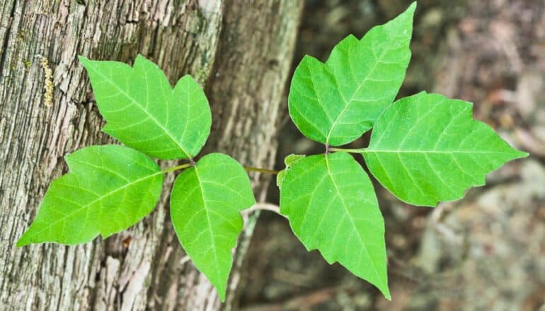 Two three-leaved poison ivy plants growing next to a tree.