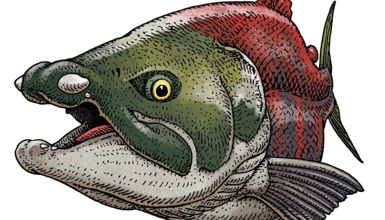 Prehistoric 'saber-tooth salmon' gets a new name - Futurity