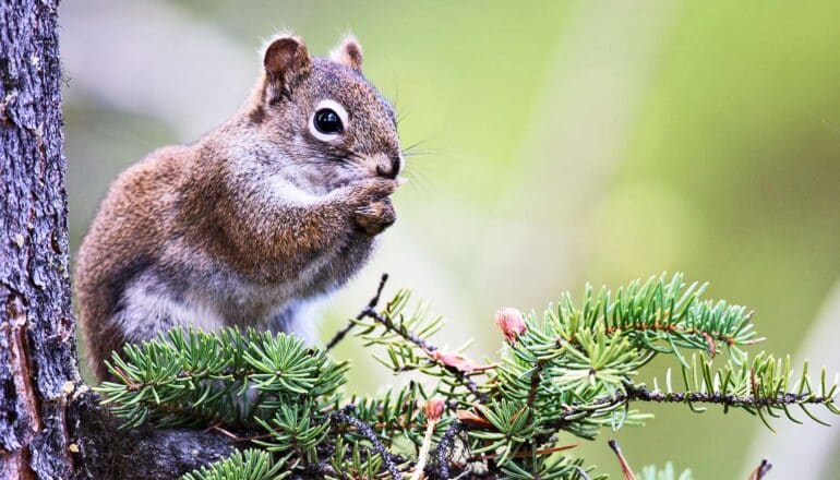 A squirrel in a tree eats a nut.