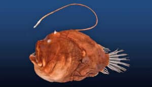 A side-view of an anglerfish shows its sharp teeth and hanging head appendage.