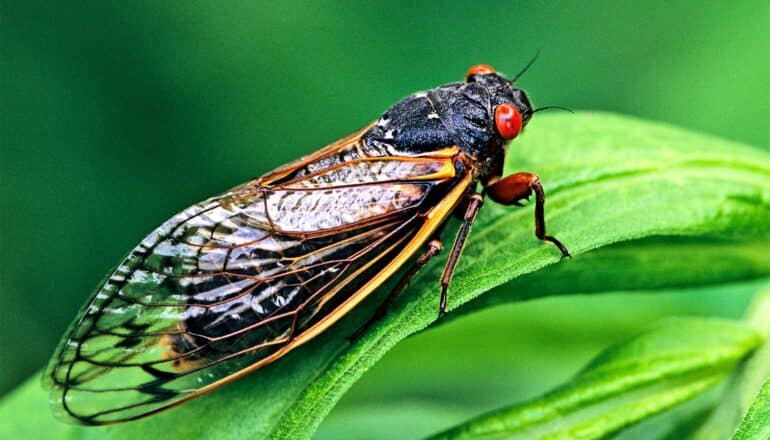 A cicada with translucent wings and orange eyes stands on a green leaf.