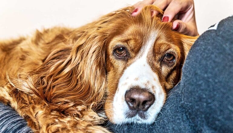 A woman pets her red-haired cocker spaniel as it lays on her lap.