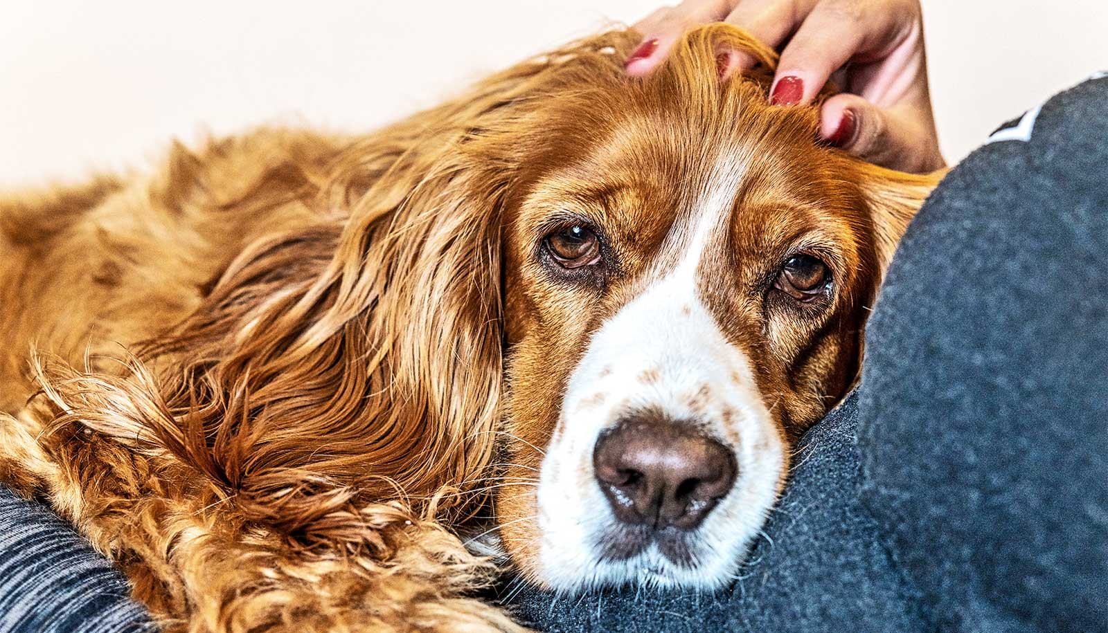 How do you know when it's time to say goodbye to your dog? - Futurity