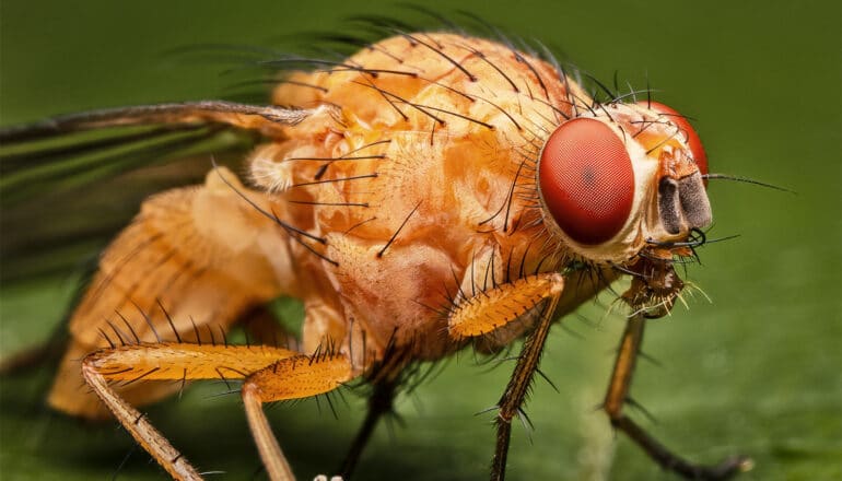 A close-up of a fruit fly standing on a green leaf.