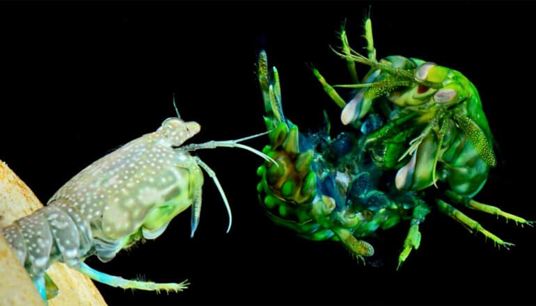 A mantis shrimp defends itself from another by curling up its tail.