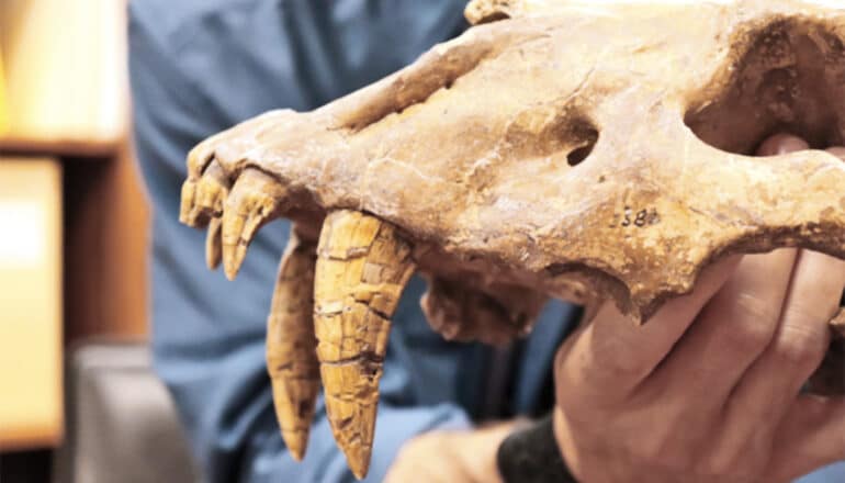 A side view of a saber tooth cat skull fossil shows its two long fang-like teeth.