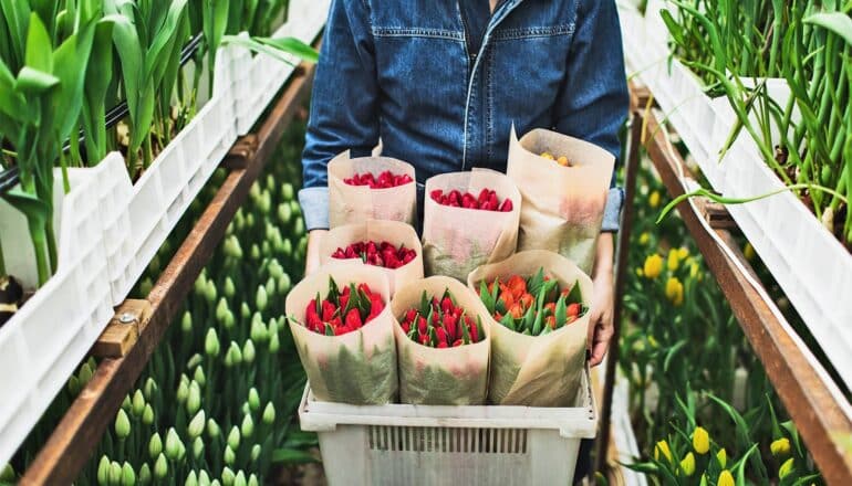 A woman carries a plastic box filled with tulips through an aisle at a garden store.