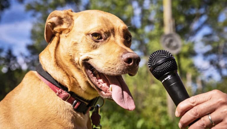 A dog pants with its tongue hanging out of its mouth as a person holds up a microphone to the dog's face.