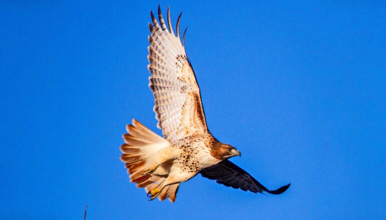 A red-tailed hawk soars through bright blue skies with its wings stretched.