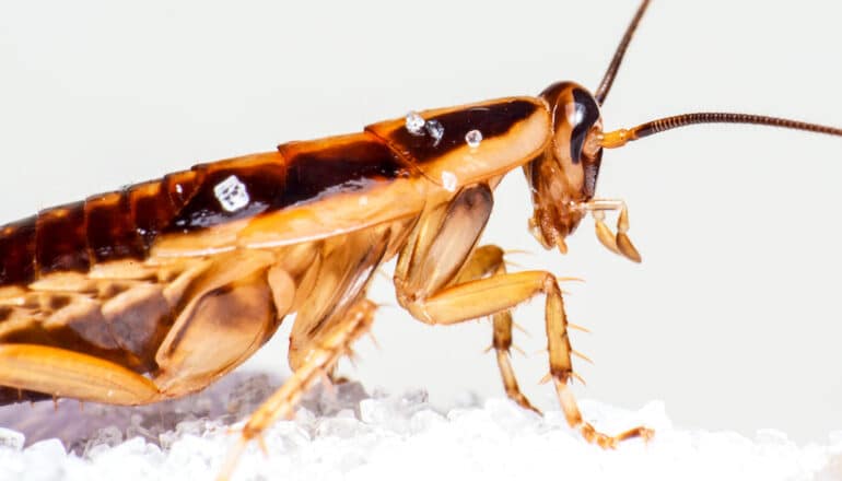 A German cockroach climbs over sugar crystals.