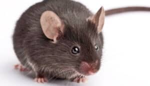 A close-up shot of a brown mouse on a white background.