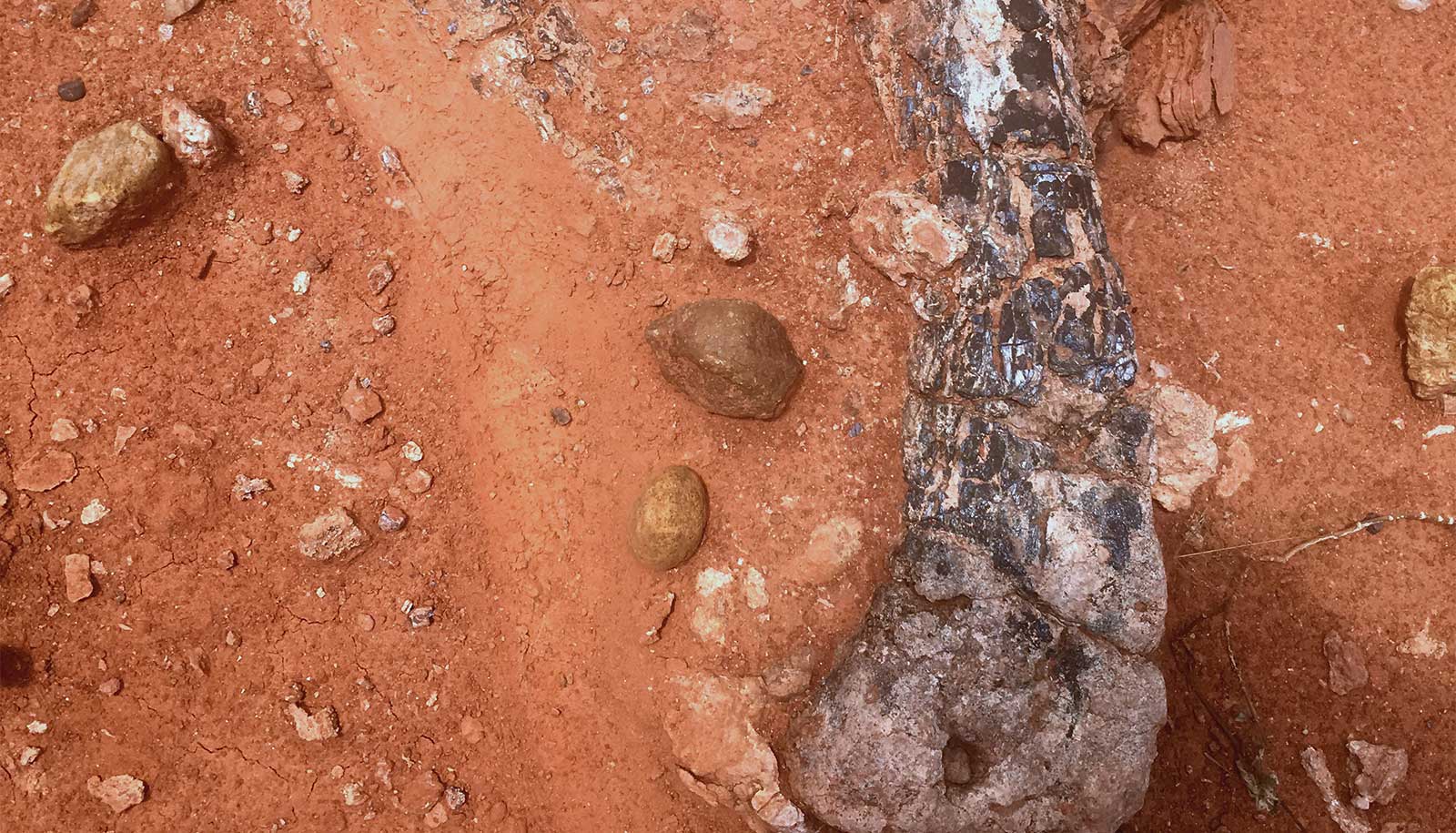 De la tierra roja emerge un hueso de la pierna de la nueva especie de dinosaurio.