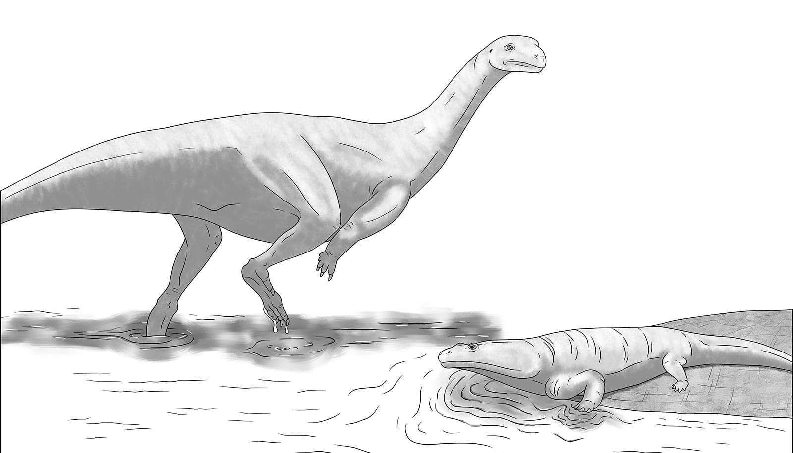 An artist's illustration shows the new dinosaur species having a long neck, two powerful hind legs, and small arms.