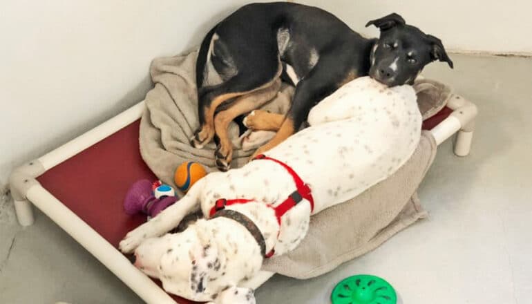 Two dogs cuddle in a bed together with one putting its head on the other.